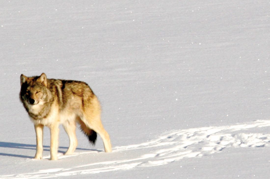 4 Canadian wolves relocated to Isle Royale National Park | News, Sports ...